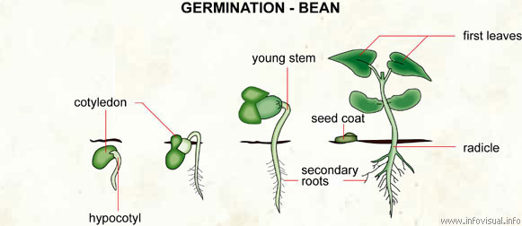 Germination - bean